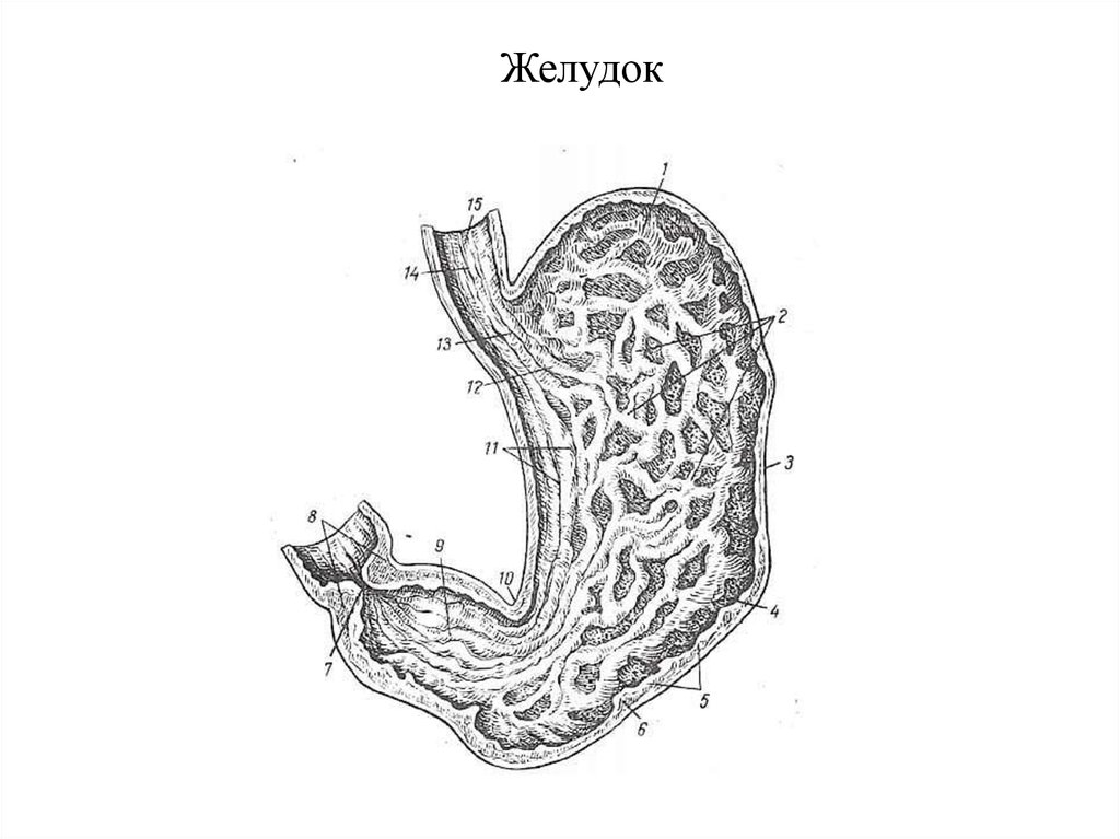 Схема желудка. Желудок анатомия клетки. Желудочные поля желудка анатомия. Секреторные поля желудка физиология. Строение желудка физиология.