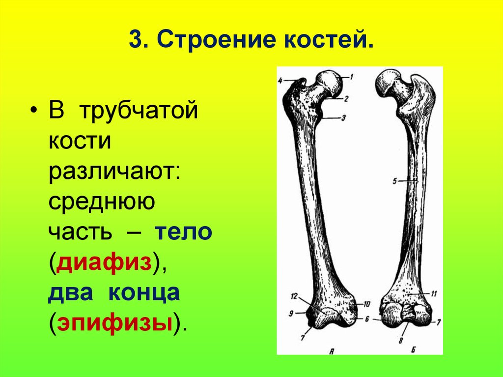 Тело длинные трубчатые кости. Бедренная кость кость анатомия человека. Бедренная кость длинная трубчатая. Эпифиз бедренной кости коровы. Гребенчатая линия бедренной кости.