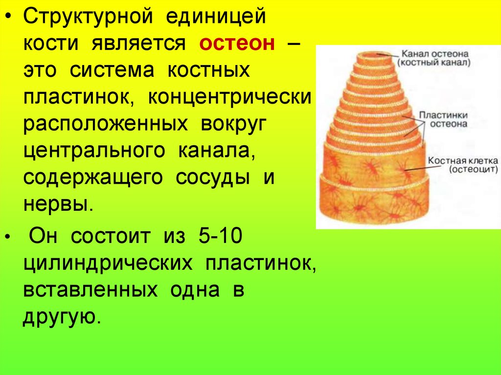 Структурной единицей кости является. Структурная единица кости. Единицу кости Остеон. Структурно-функциональная единица кости.