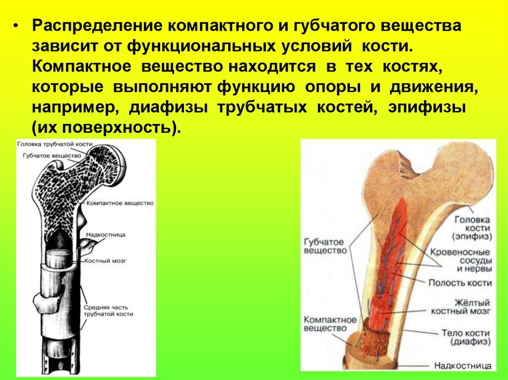 Что находится в губчатой кости. Губчатое и компактное вещество строение функции. Кость компактное и губчатое вещество. Надкостница компактное и губчатое вещество. Компактное вещество и губчатое вещество кости.