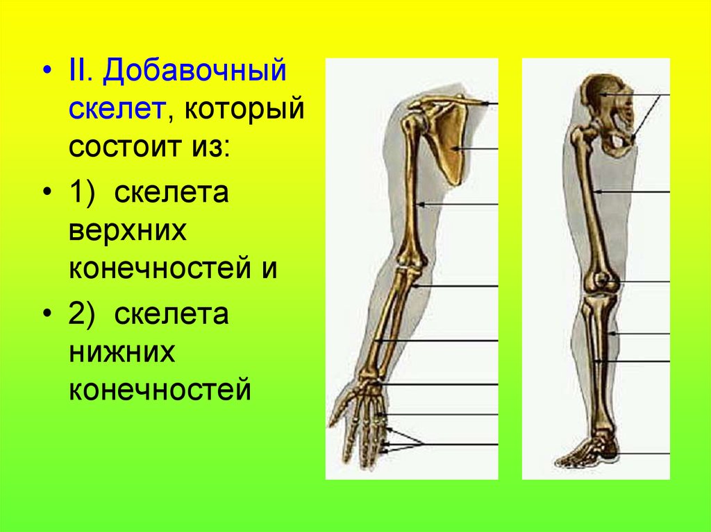 К добавочному скелету человека относятся. Добавочный скелет кости нижних конечностей. Строение добавочного скелета. Добавочный. Келет состои ТЗ. Добавочный скелет состоит из.
