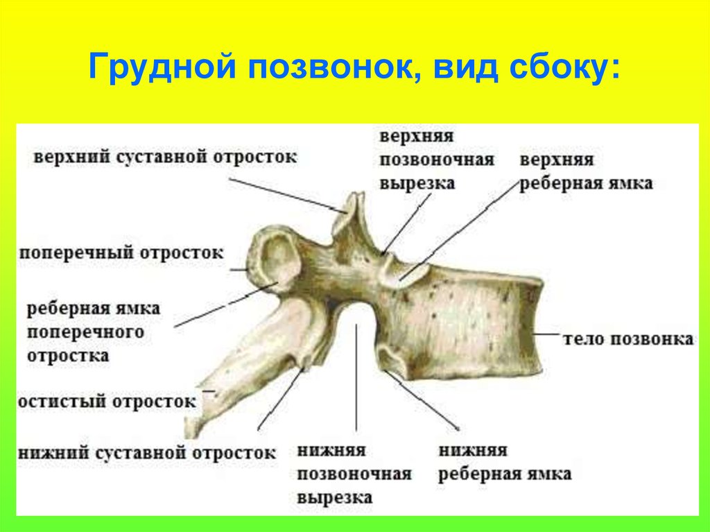 Нижний суставной отросток. Строение грудного позвонка сбоку. Строение грудного позвонка вид сбоку. Грудной позвонок строение анатомия. Грудной позвонок строение позвонка.