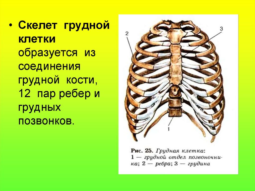 Неподвижные соединения ребер. Скелет туловища. Грудная клетка. Соединение костей. Грудная клетка. Соединение ребер с грудиной. Соединения грудной клетки анатомия.