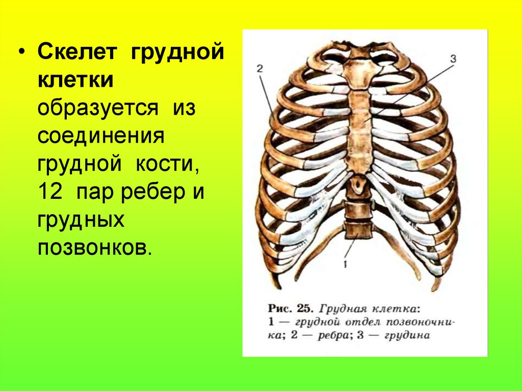 Ребра с грудиной соединены. Грудная клетка 12 пар ребер,Грудина,12 грудных позвонков. Скелет туловища. Грудная клетка. Соединение костей. Соединение грудной клетки человека. Соединение ребер с грудиной.