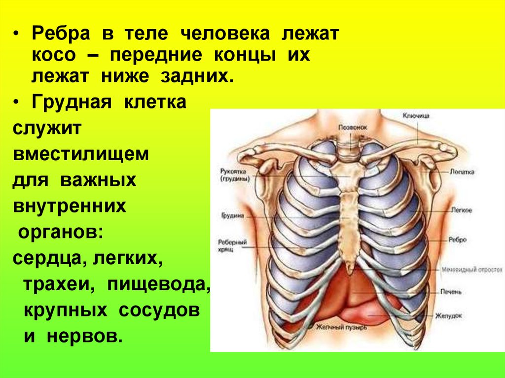 Грудной орган. Строение органов грудной клетки человека. Грудная клетка и внутренние органы анатомия. Анатомия грудной клетки человека с органами. Расположение органов с ребрами.