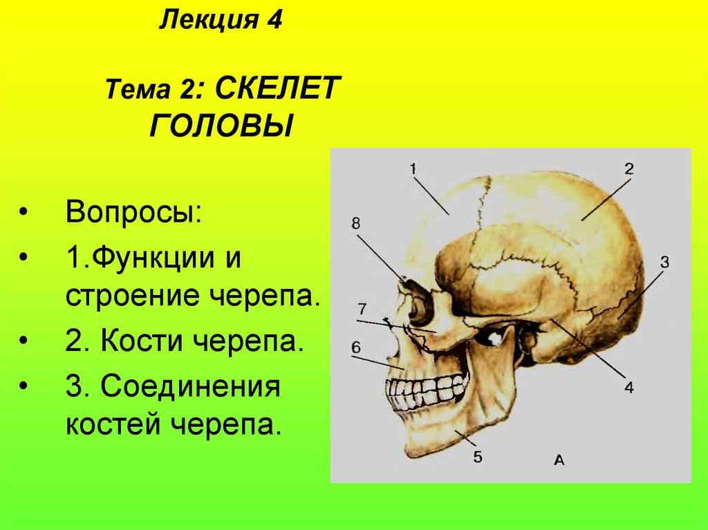 Скелет черепа биология. Строение черепа. Кости скелета головы. Скелет головы анатомия. Строение черепа головы.