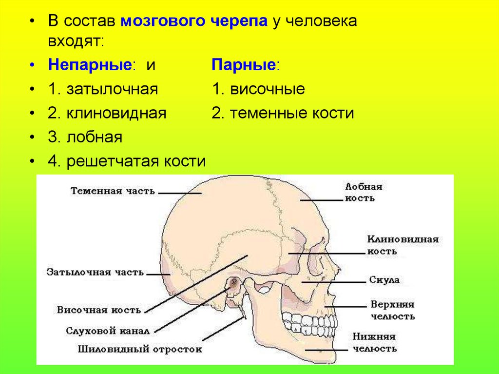 Состав кости черепа. Парные и непарные кости лицевого отдела черепа. Парные кости черепа человека анатомия. Кости мозгового отдела черепа таблица. Парные и непарные кости черепа человека анатомия.