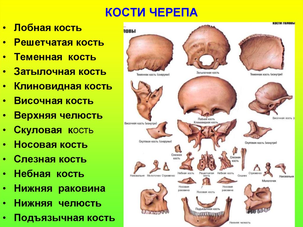 Назови кости черепа. Кости черепа человека анатомия. Череп строение анатомия кости. Кости черепа человека анатомия по отдельности. Кости лицевого черепа анатомия строение.