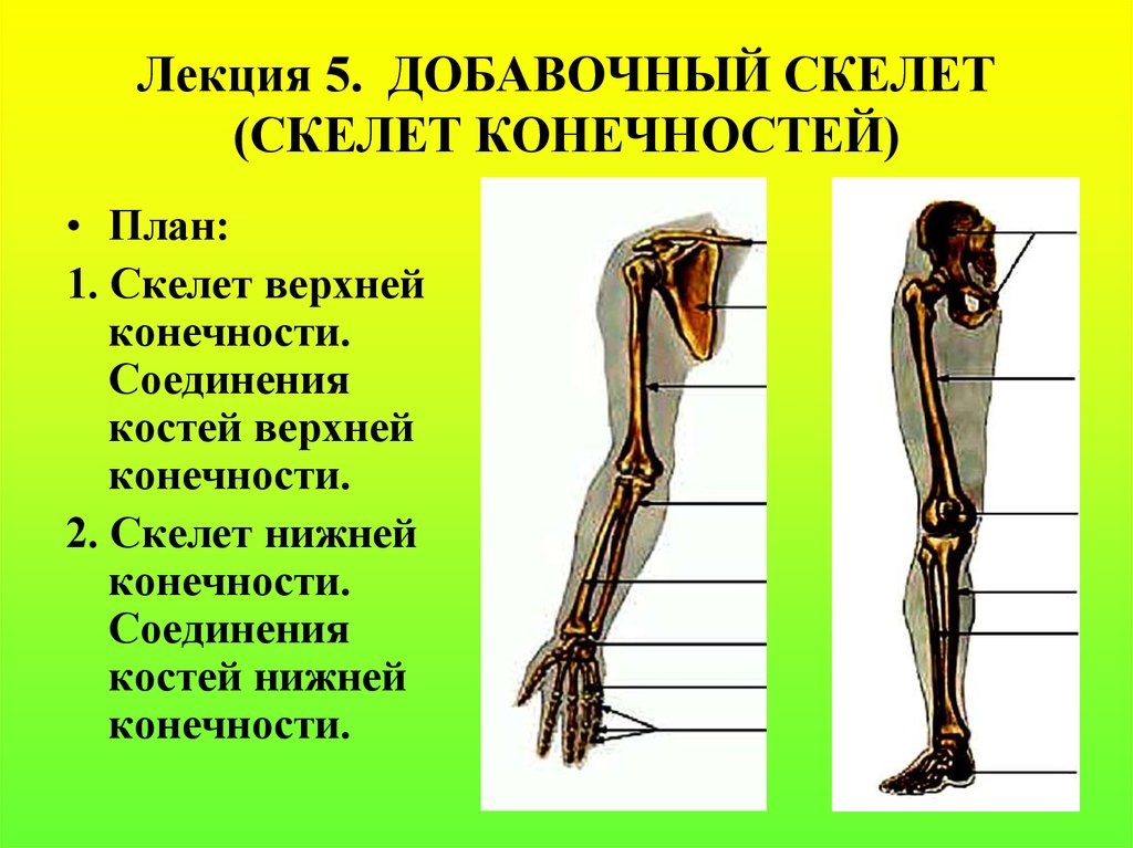 Соединение кости нижней конечности. Добавочный скелет кости верхних и нижних конечностей. Скелет и соединения верхних конечностей. Добавочный скелет верхних конечностей. Скелет верхних конечностей соединение костей.