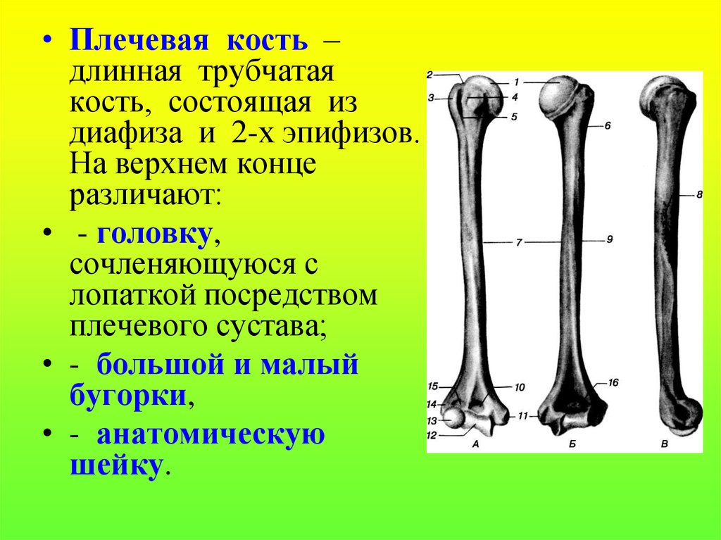 Назовите длинные кости. Плечевая кость эпифиз метафиз диафиз. Дистальный эпифиз бедренной кости. Трубчатая кость метафиз. Диафиза эпифиза метафиза.