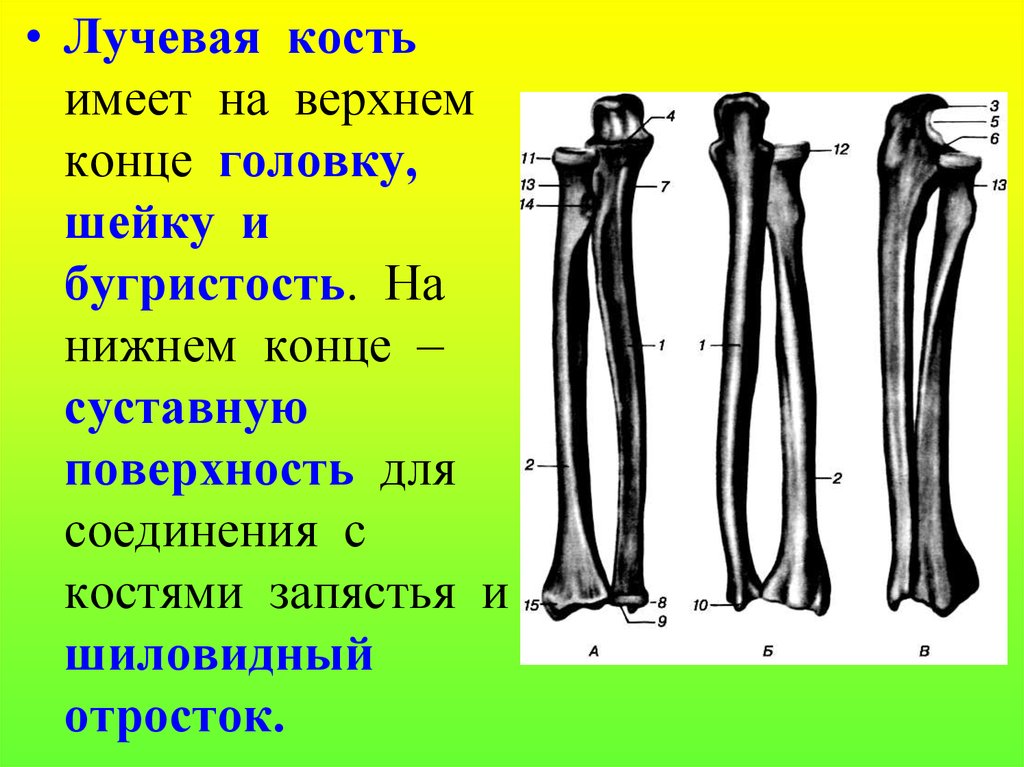 Какое строение имеют кости. Лучевая кость кость анатомия. Лучевая лучевая кость. Бугристость лучевой кости. Лучевая кость бугристость.