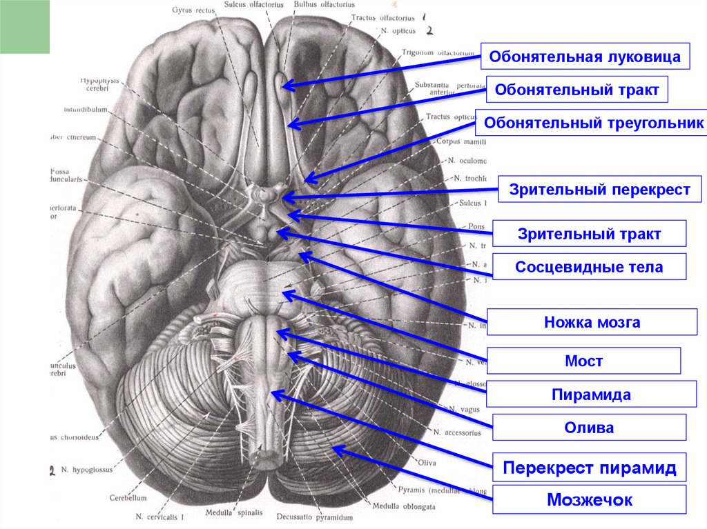 Место выхода зрительного. Обонятельные луковицы головного мозга. Зрительный Перекрест анатомия. Сосцевидные тела головного мозга. Обонятельная луковица анатомия.