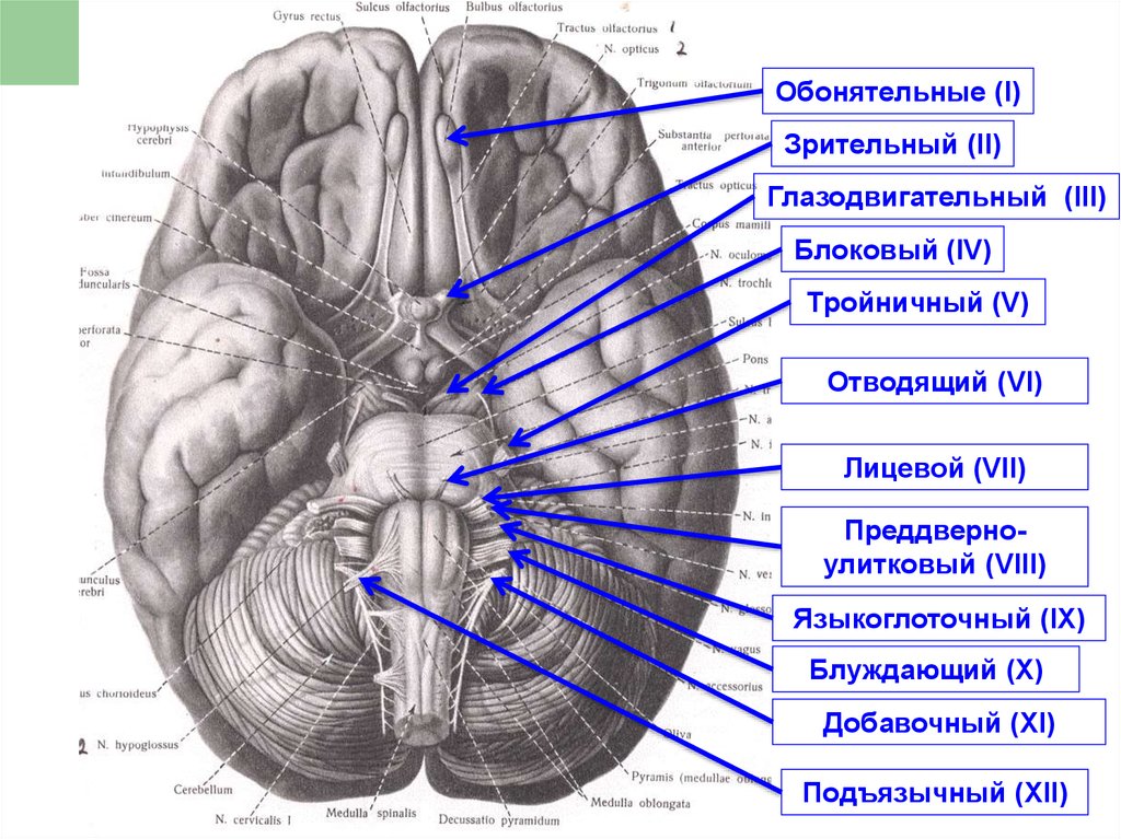Черепные нервы моста. Мосто-мозжечковый угол анатомия. Глазодвигательная борозда анатомия. Основание мозга. Головной мозг.