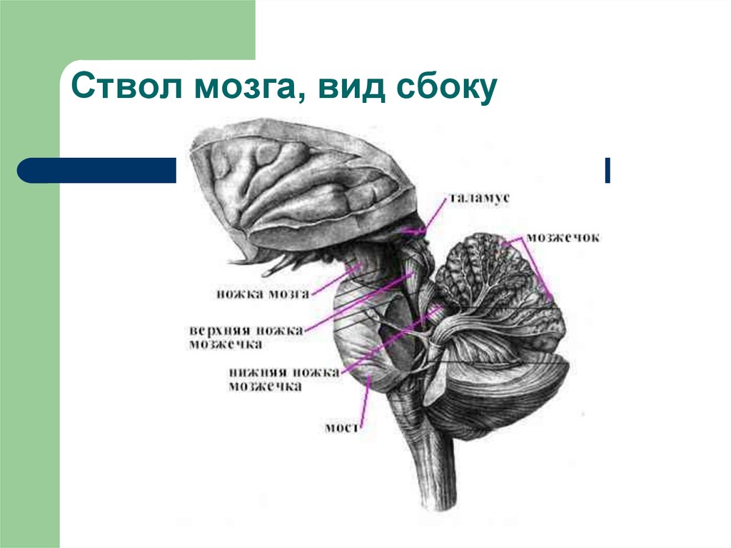 Схема внутреннего строения отделов ствола головного мозга