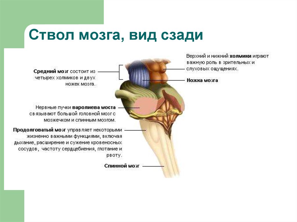 Ствол головного мозга презентация