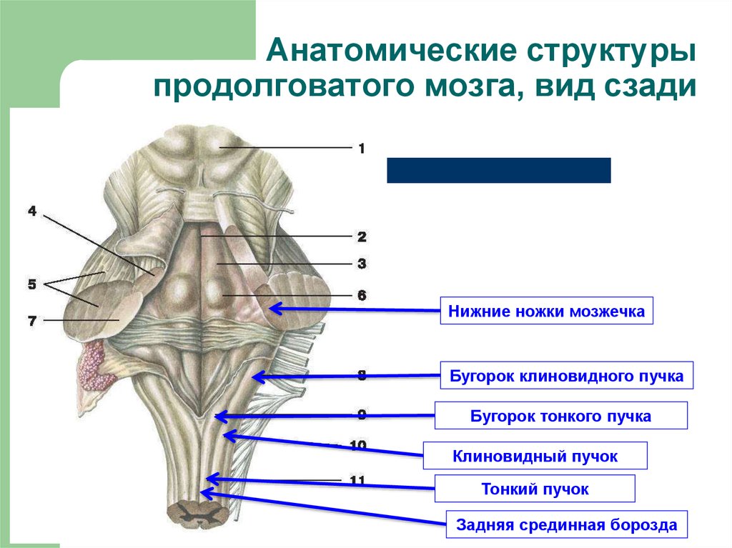 Каким номером на рисунке обозначен продолговатый мозг. Задняя срединная борозда продолговатого мозга. Продолговатый мозг строение задняя поверхность. Анатомические структуры продолговатого мозга.