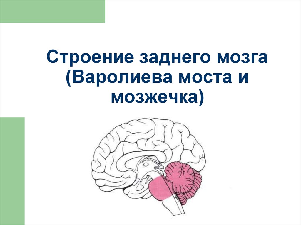 В задний мозг входит мозжечок. Строение мозга варолиев мост. Задний мозг варолиев мост и мозжечок. Задний мозг строение анатомия. Задний мозг: продолговатый мозг, варолиев мост..