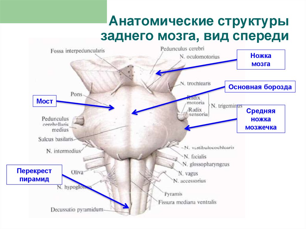 Ноги мозг голова. Ствол головного мозга спереди. Вентральная поверхность ствола головного мозга. Ствол продолговатого мозга вид спереди.