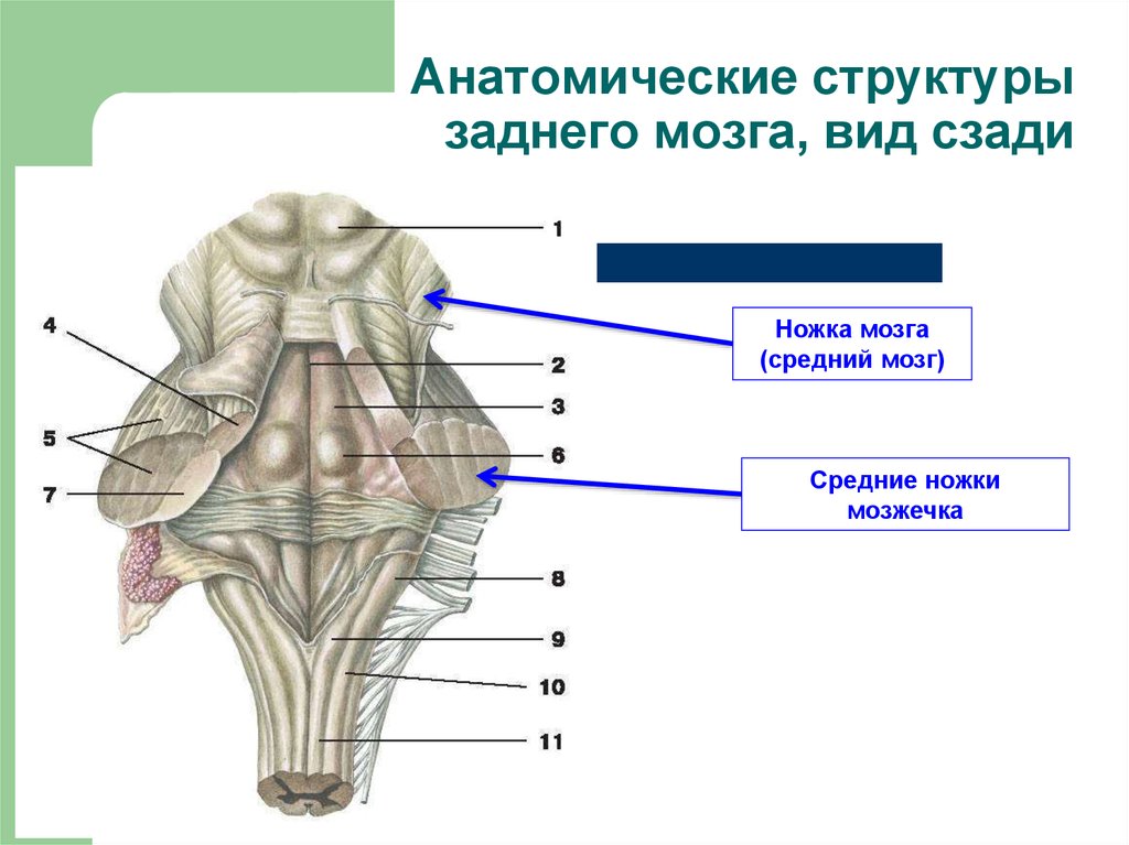 Ножки мозга отдел. Средний мозг анатомические структуры. Средний мозг наружное строение. Средний мозг анатомия внешнее строение. 4. Строение среднего мозга: ножки мозга и четверохолмие..