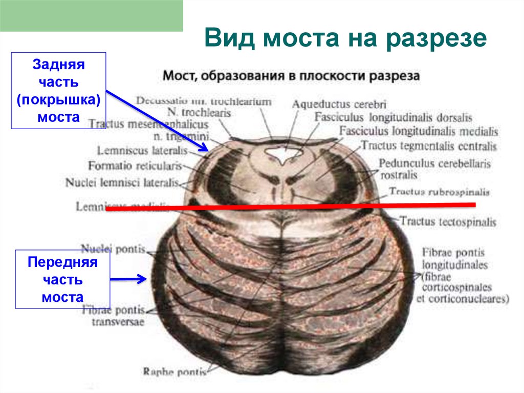 Трапециевидное тело. Поперечный срез моста головного мозга. Фронтальный разрез моста мозга. Мост головного мозга поперечный разрез. Мост головного мозга внутреннее строение.