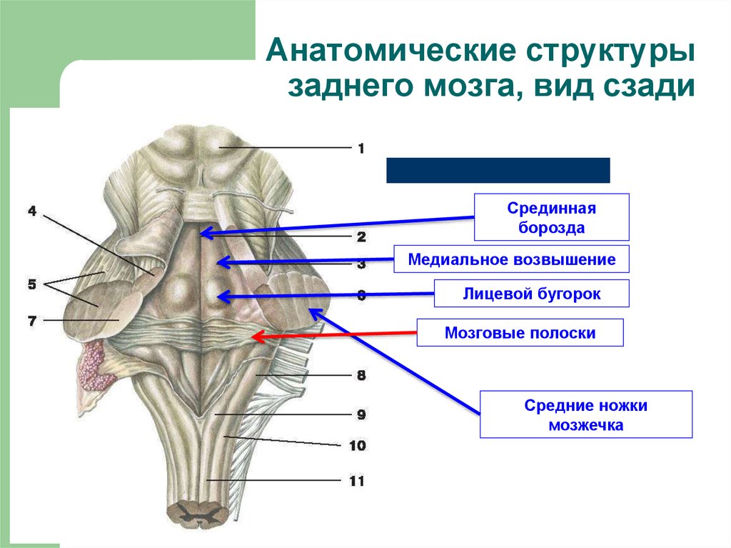 Мост и мозжечок строение. Медиальное возвышение ромбовидной ямки. 4 Желудочек продолговатого мозга анатомия. Мозговые полоски 4 желудочка. Задний мозг строение анатомия.