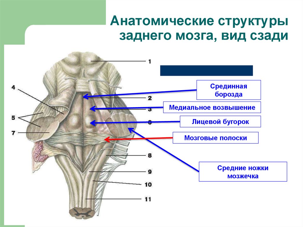 Продолговатый мозг латеральная. Медиальное возвышение ромбовидной ямки. 4 Желудочек головного мозга анатомия строение. Мозговые полоски продолговатого мозга. 4 Желудочек и ромбовидная ямка анатомия.