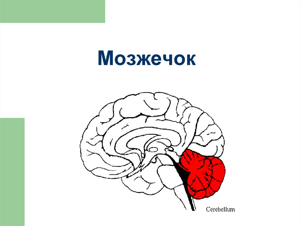 Где находится мозжечок рисунок