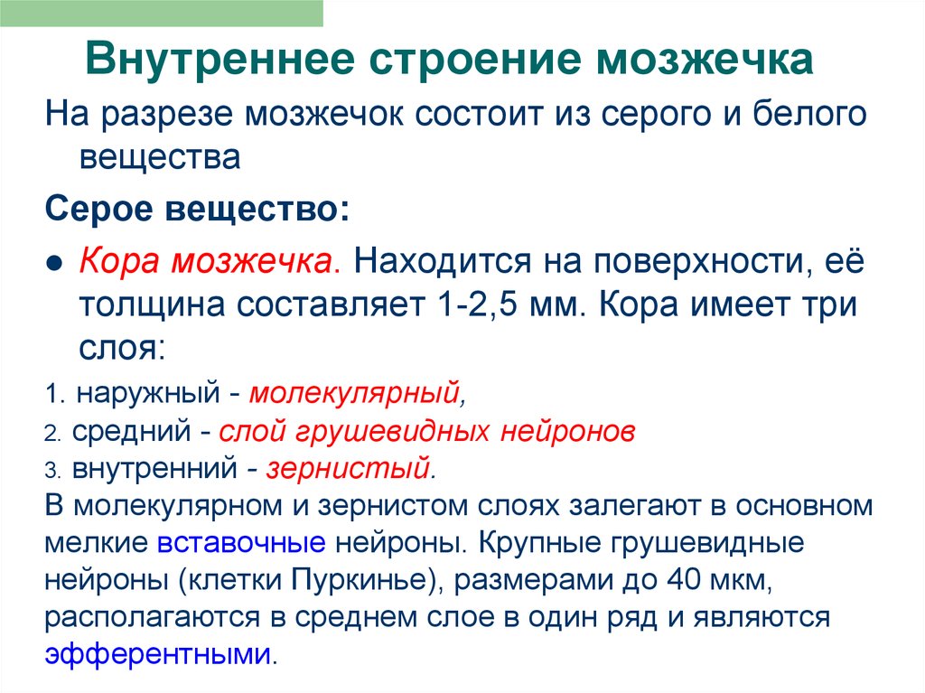 Серое вещество в мозжечке. Имеет кору из серого вещества. Функции серого и белого вещества мозжечка. Корой состоящей из серого вещества покрыты мозжечок и большие.