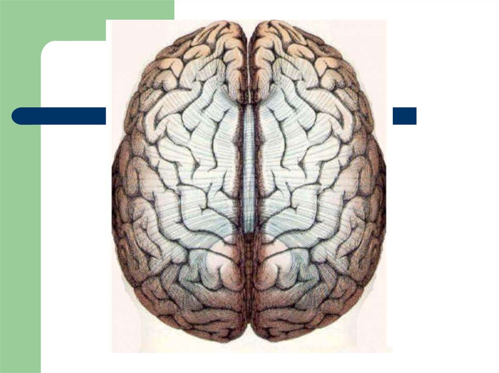 Brain 72. Полушария головного мозга анатомия. Полушария головного мозга мозолистое. Структура полушарий головного мозга. Гемисферы головного мозга.