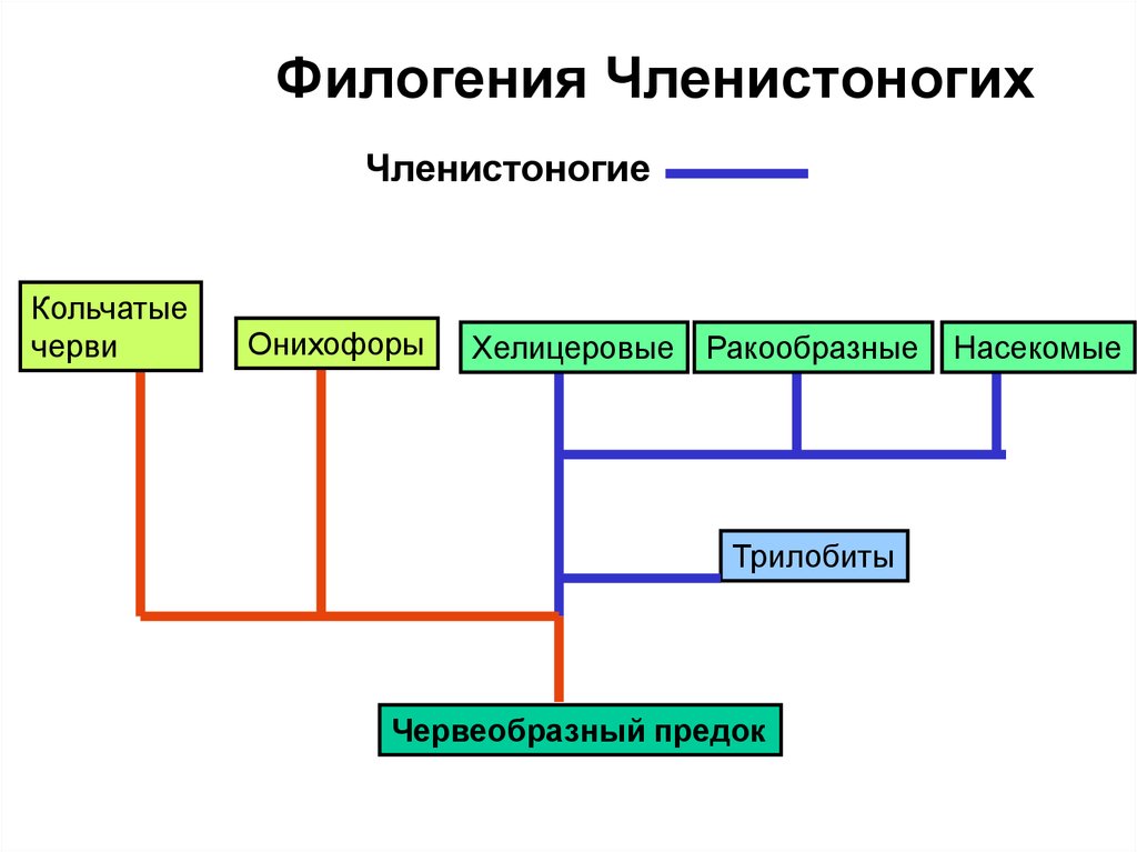 Членистоногие классификация схема