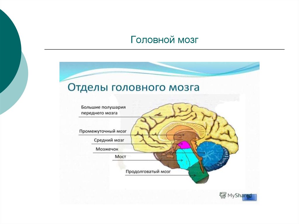 Укажи название отделов головного мозга. Отделы мозга. Отделы мозга человека. Основные отделы мозга. Название отделов головного мозга.
