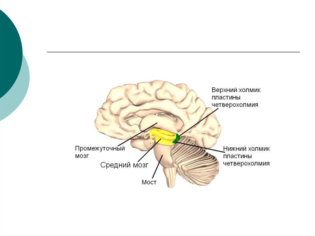 Верхние холмики мозга. Ручка верхнего холмика среднего мозга. Бугры четверохолмия среднего мозга. Пластинка крыши среднего мозга. Верхние холмики четверохолмия среднего мозга.