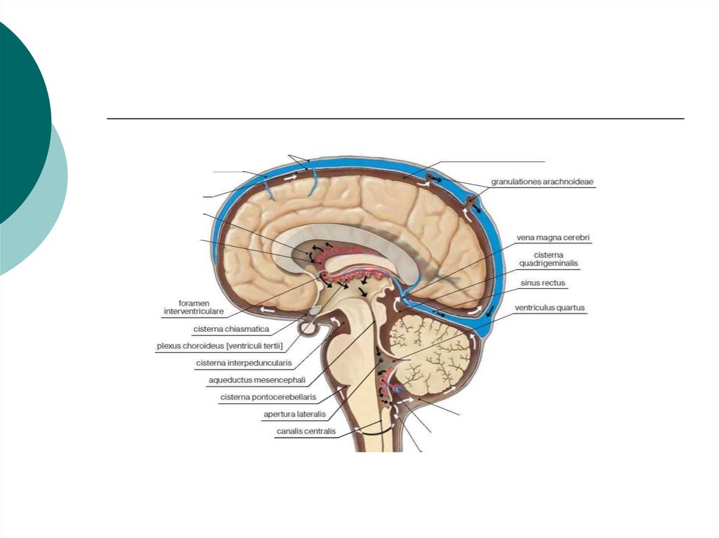 Неравномерное расширение конвекситального. Цистерны паутинной оболочки головного мозга. Грануляции паутинной оболочки головного мозга. Подпаутинное субарахноидальное пространство. Субарахноидальное пространство спинного мозга.