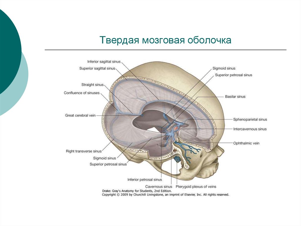 Твердо мозговая оболочка. Отростки твердой мозговой оболочки головного мозга. Твёрдая оболочка головного мозга анатомия. Синусы и отростки твердой мозговой оболочки. Диафрагма седла твердой оболочки головного мозга.