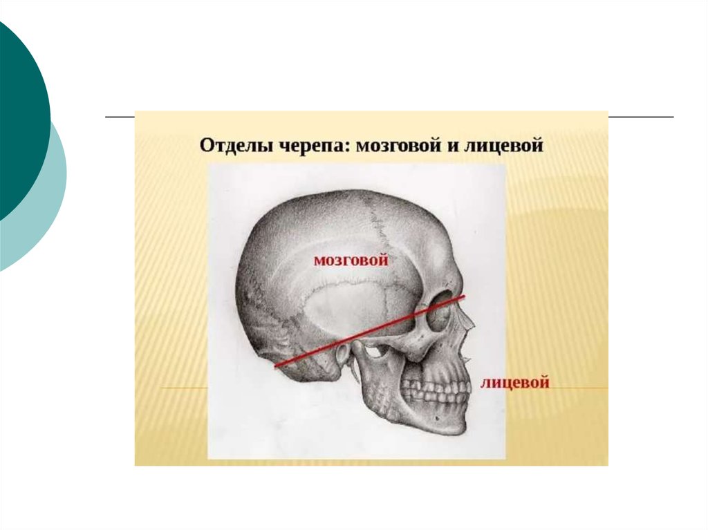 Граница мозгового отдела черепа. Мозговой и лицевой отделы черепа. Граница мозгового и лицевого отделов черепа. Граница между мозговым и лицевым отделом черепа. Кости черепа презентация.