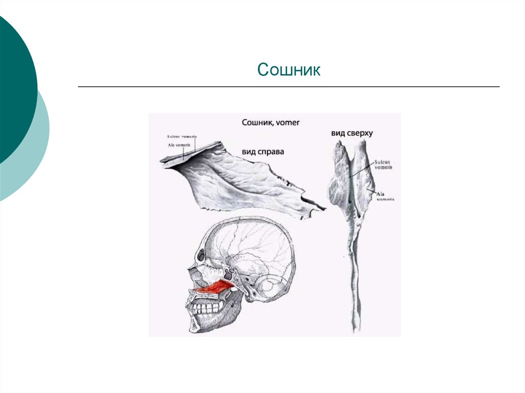 Сошник кость. Сошник анатомия строение. Сошник кость анатомия человека. Сошник анатомия человека кости черепа. Строение носа сошник.