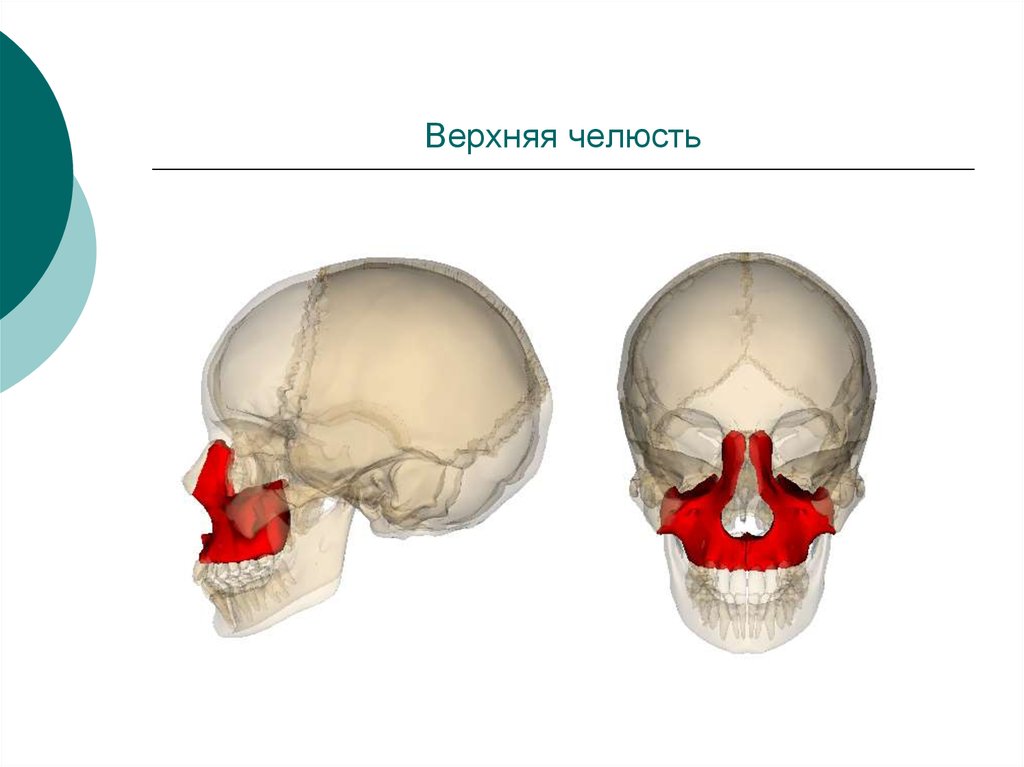 Верхний череп. Кости черепа верхняя челюсть. Верхняя челюсть черепа анатомия строение. Верхняя челюсть кость черепа.