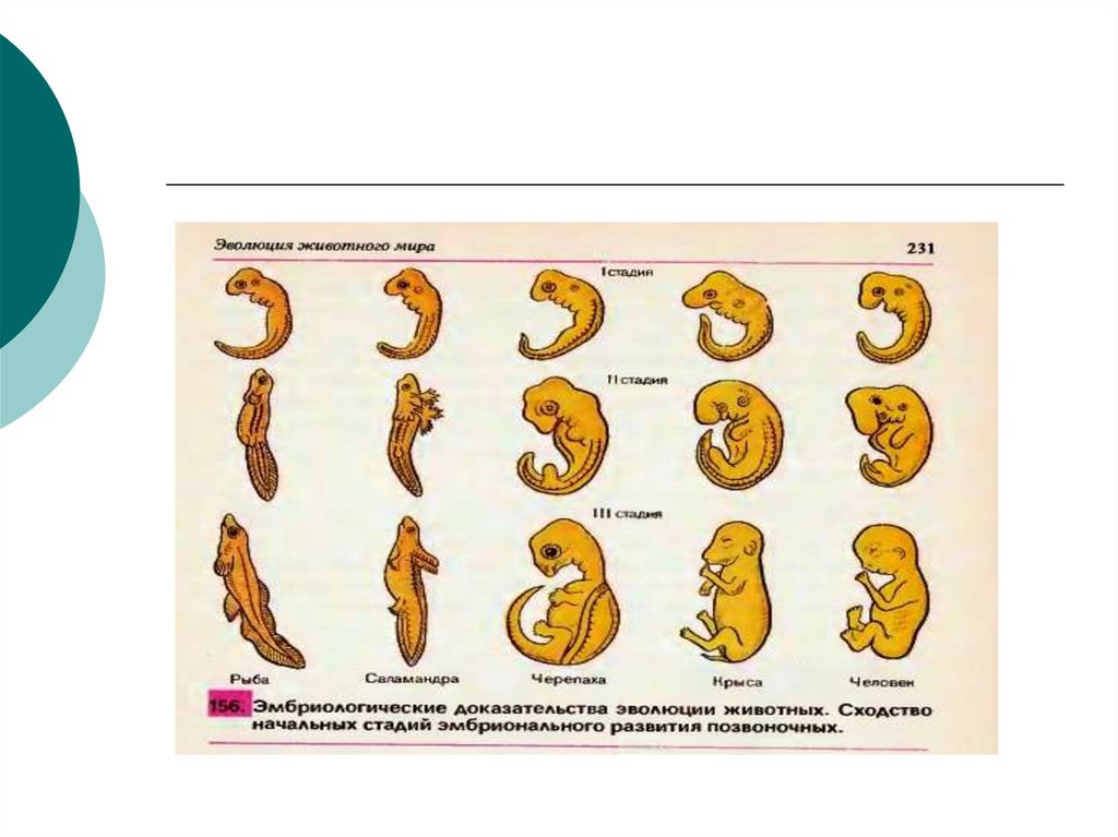 Эмбриологические доказательства эволюции. Эмбриологические доказательства эволюции органического мира. Эмбриологические доказательства эволюции это сходство. Эмбриологические доказательства эволюции хордовых. Эмбриологические доказательства эволюции человека.