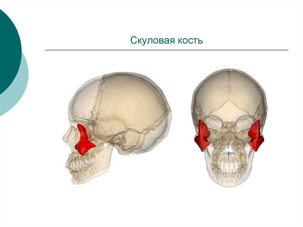 Анатомия скуловой кости. Скуловая кость черепа анатомия. Скуловая кость, анатомические структуры.. Скуловая кость мед универ. Анатомия скуловой кости черепа.