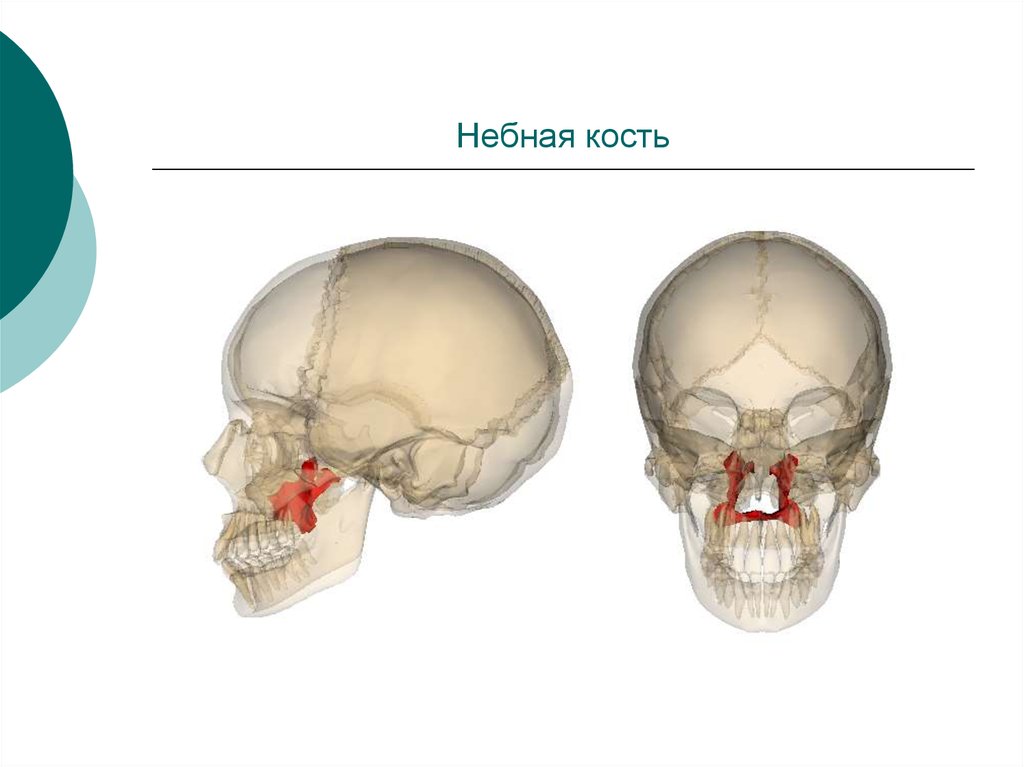 Сошник кость. Скелет головы небная кость. Сошник кость черепа анатомия. Небная кость в черепе. Небная кость анатомия в черепе.