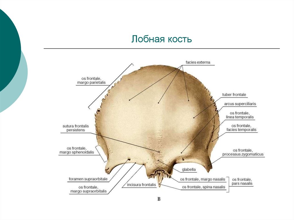 Лобные латынь. Лобная кость анатомия строение. Строение черепа человека лобная кость. Строение лобной кости черепа человека анатомия. Наружная поверхность лобной кости латынь.