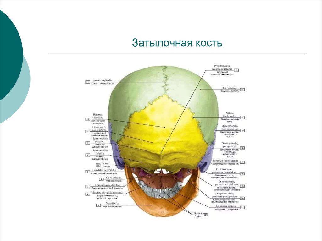 Череп задняя часть. Строение затылочной кости черепа. Череп человека анатомия затылочная часть. Затылочная кость строение анатомия.