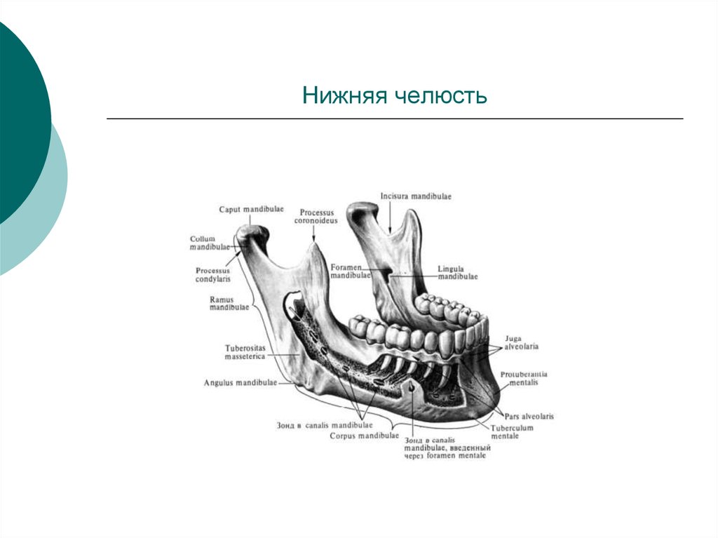 Какие кости в челюсти. Нижняя челюсть вид сбоку анатомия. Строение челюсти сбоку. Нижняя челюсть анатомия строение. Нижняя челюсть анатомия спереди.