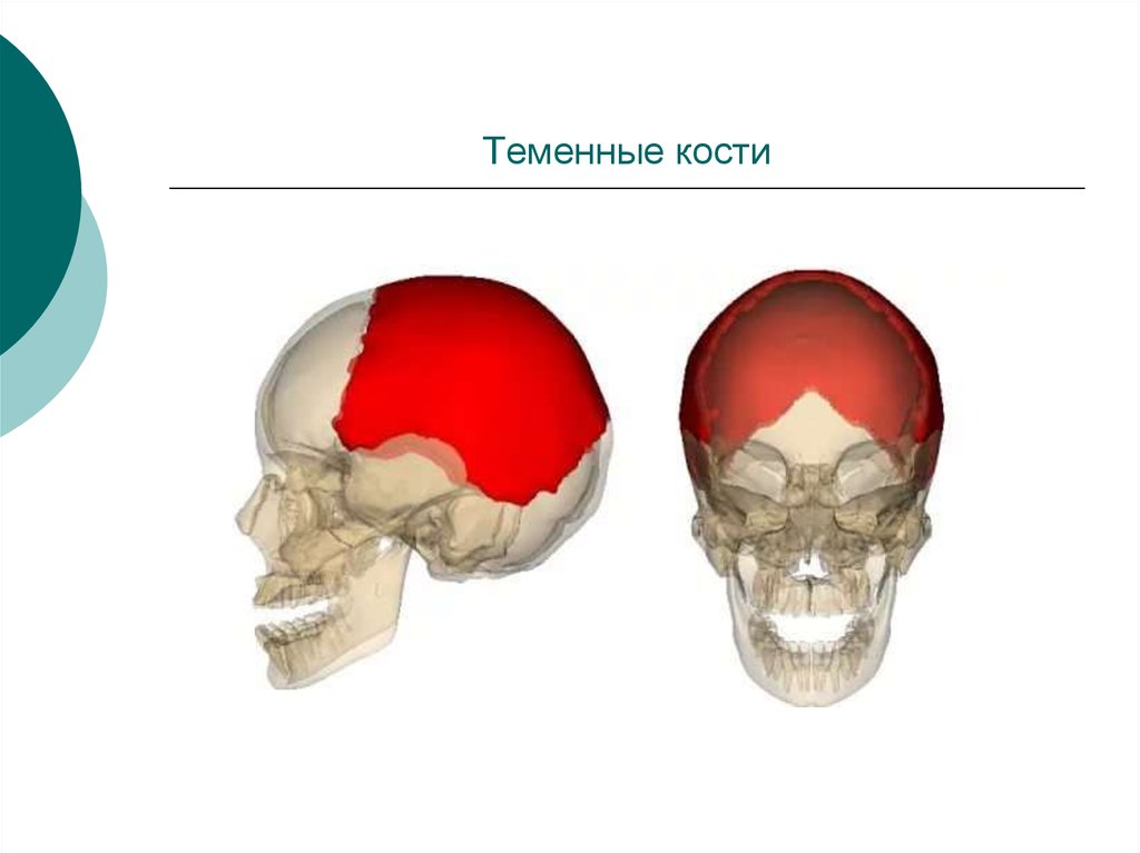 2 теменные кости