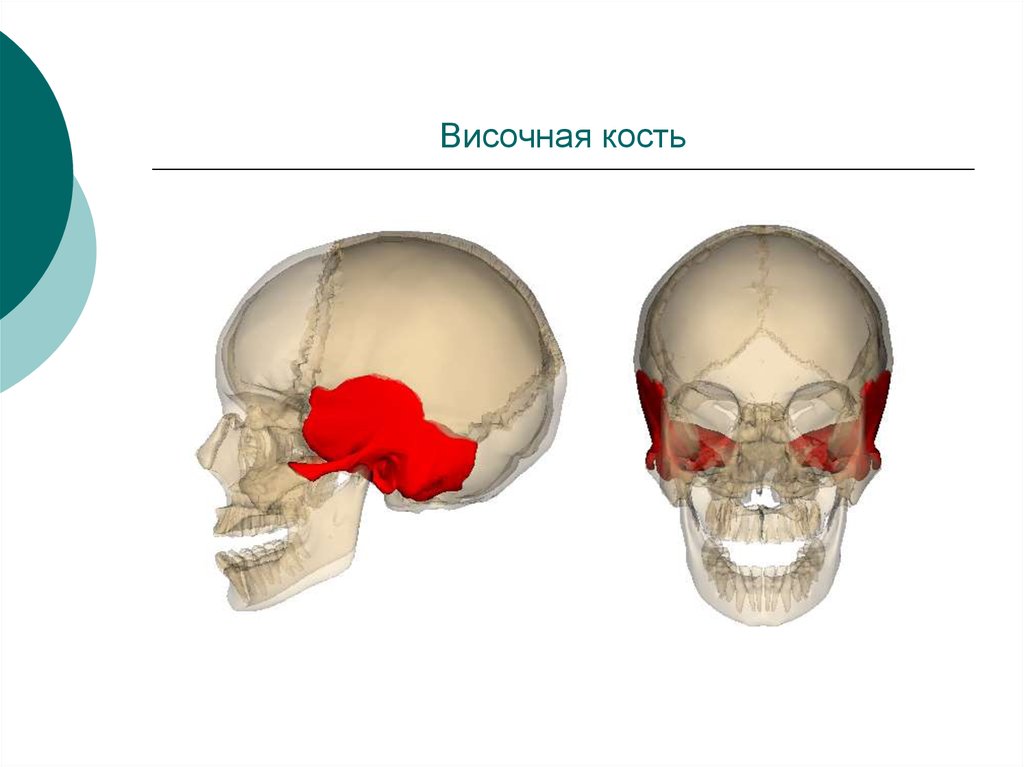 Височная кость фото