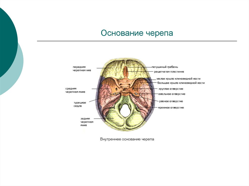 Основание черепа отделы. Внутреннее основание черепа схема. Кости основания черепа анатомия. Кости образующие внутреннее основание черепа. Строение наружного и внутреннего основания черепа.