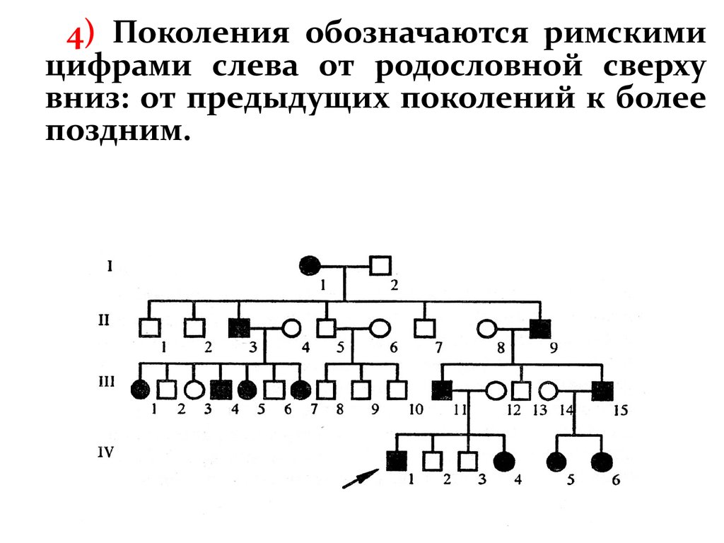 Родословная генетика образец в 4 поколениях