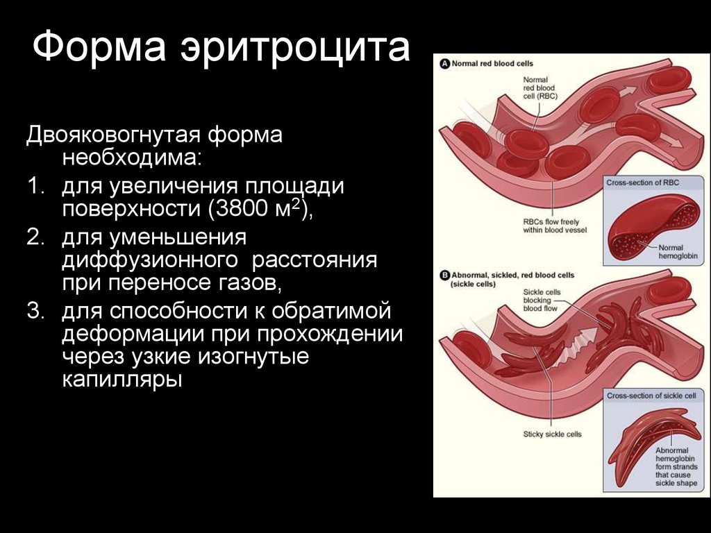 Форма эритроцитов. Двояковуонутая ыорма эритроуита. Двояковогнутая форма эритроцитов. Форма эритроцитов в крови.