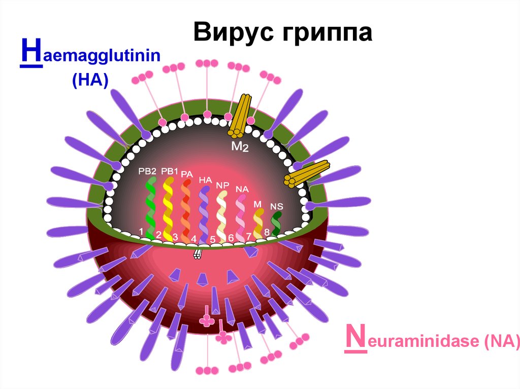 Вирус гриппа содержит. Вирус гриппа. Строение вируса. Строение вируса гриппа. Клетка вируса гриппа.