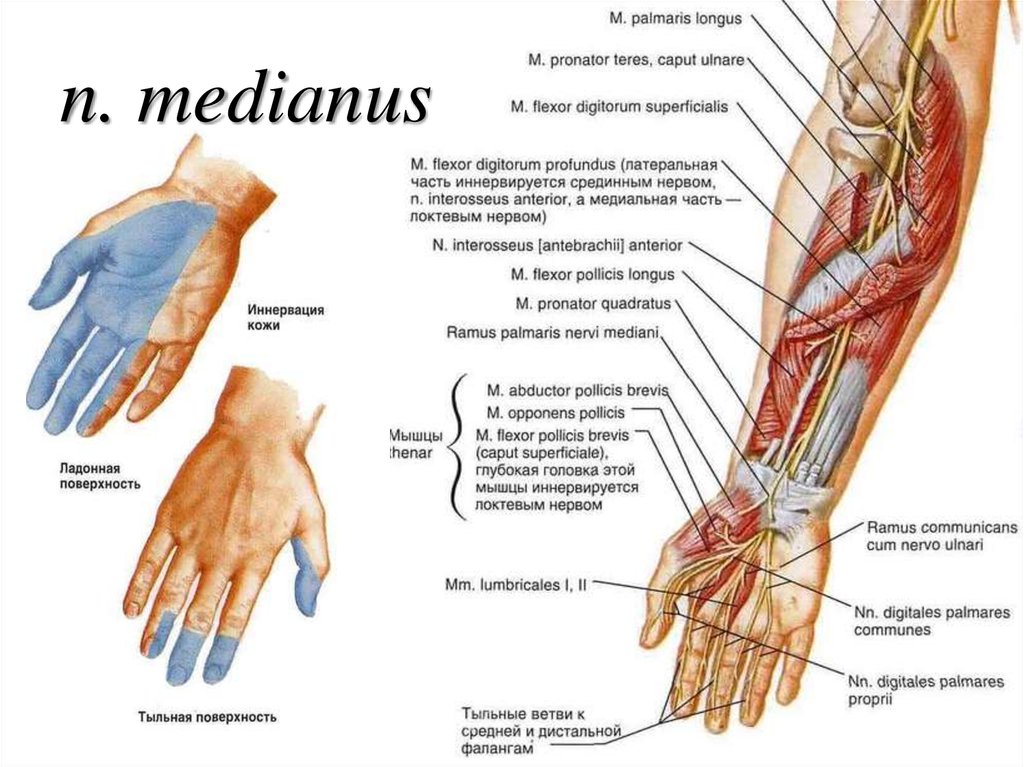 Срединный. Срединный нерв руки анатомия. Срединный нерв иннервирует мышцы. Иннервация срединного нерва кисти. Срединный нерв топография.